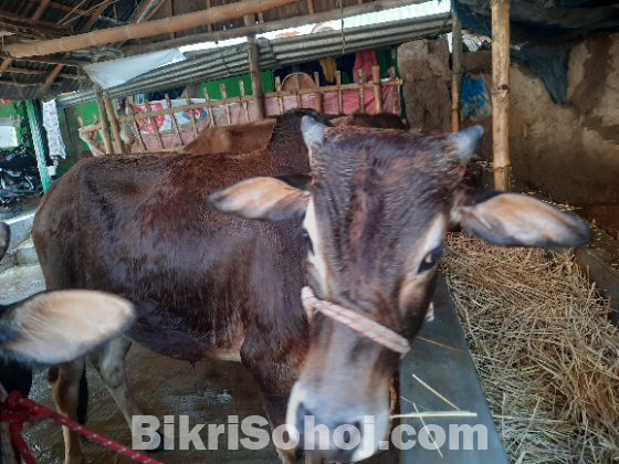 গরু